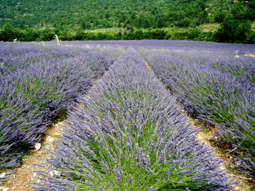 Oh-La-La Lavender Fields in Provence - A Friend Afar